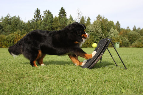 flyball