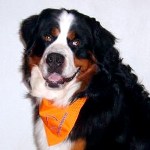 Sakke